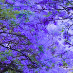 Purple Blue Jacaranda Tree Live Plant, Starter Size 6-12 Inc in Tall in 4" Pot, Vibrant Bloom, Royal Poinciana Flamboyant Like
