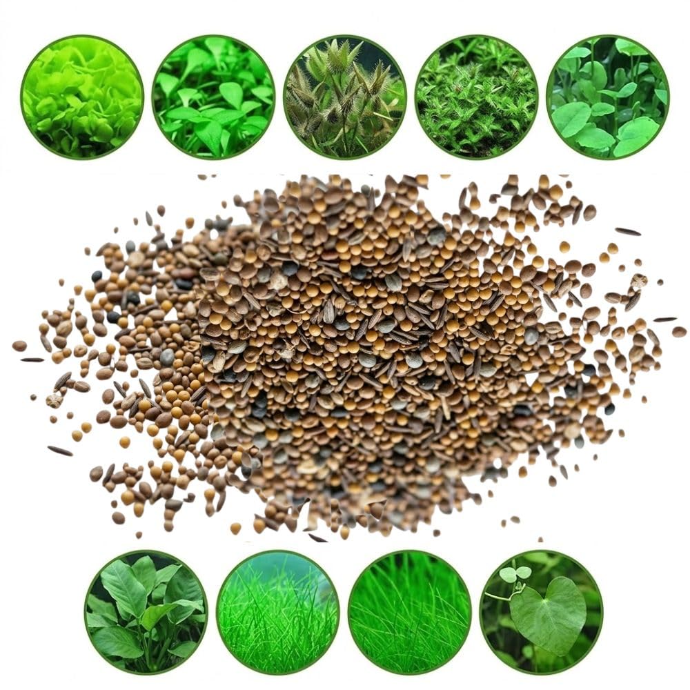 300 Aquarium Water Grass Seeds - Water Grass Ground Covering Seeds Plants for Landscaping and Aquarium Decoration