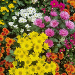 Pack 3 Mix Mum Plants Live, 3 to 6 Inch Tall Assorted Chrysanthemum Plant, Perennial Colorful Flowers, Live Mums Plants for Outside, No Pot