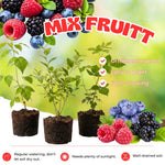 Set of 3 Mixed Fruit Plants Live, Raspberry, Blueberry and BlackBerry, 4–8 Inch Tall Assorted Berry Seedlings, Indoor Outdoor Garden Plants