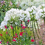 2 White Agapanthus Plants Live, 5-9 Inch Tall, Lily of The Nile Perennial Plants for Outdoor Garden and Landscape