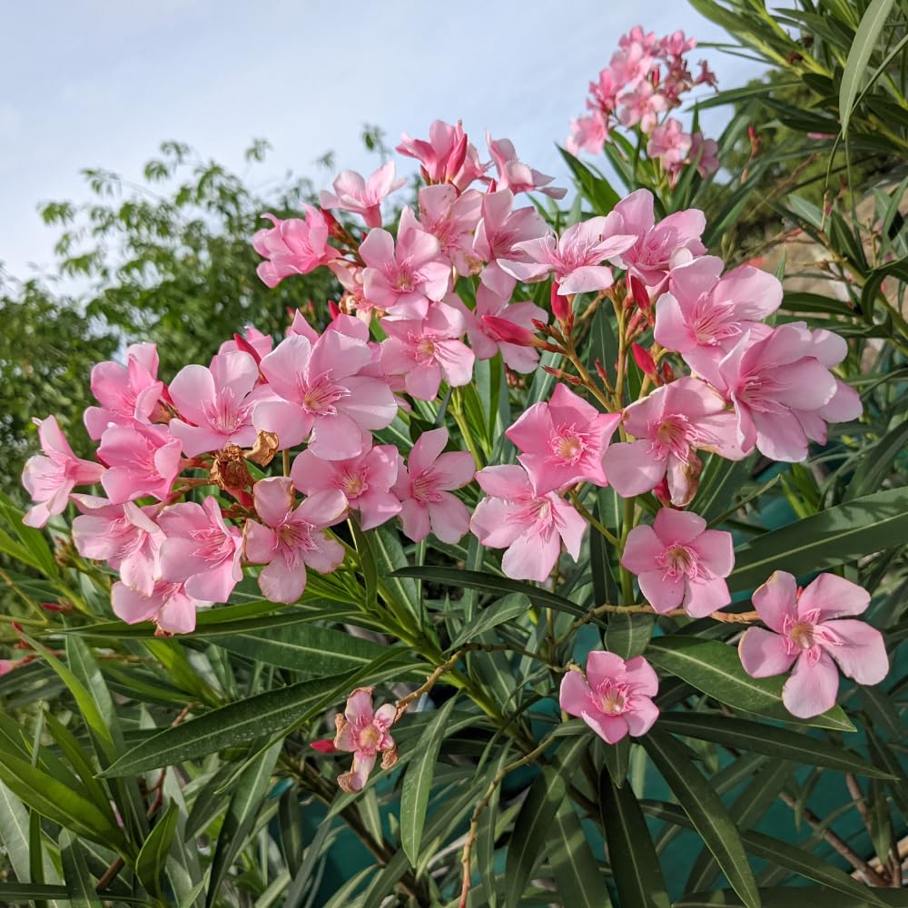 Pink Oleander Plant Live, Oleander Live Plant, 5 to 7 Inches Tall, Flowering Ornamental Shrub, Easy Care Outdoor Plant