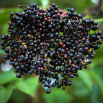 Live Black Elderberry Plant, Elderberry Bush Plants, 5-9 Inches Tall, Ready for Growing, Dormant in Winter