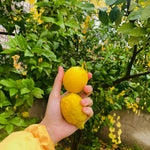 Grafted Meyer Lemon Tree Live Plant, 2 Feet Tall, Fragrant Yellow Citrus Tree, Suitable for Indoor or Outdoor Garden Growing