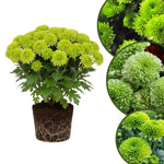 Chrysanthemum Plants Live 4 to 7 Inch Tall, Mums Live Plants, Vibrant Perennial Mum Plant for Planting in Garden (Green)