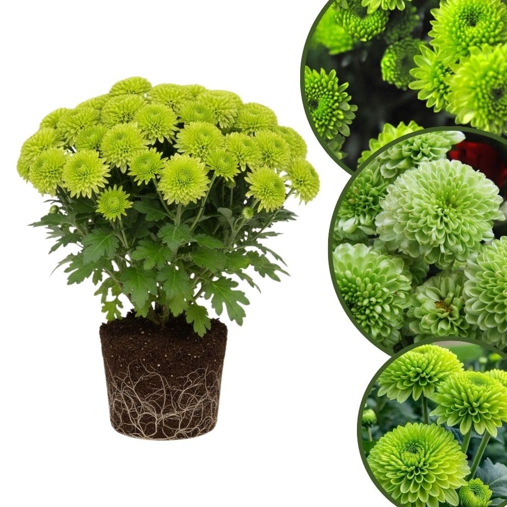 Chrysanthemum Plants Live 4 to 7 Inch Tall, Mums Live Plants, Vibrant Perennial Mum Plant for Planting in Garden (Green)
