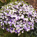 Sets 2 Change Color Live Brunfelsia Plants 5-8" Tall - Yesterday Today Tomorrow Flowering Shrub for Indoor and Outdoor, Multi-Colored Flowers