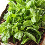 2 Basil Plants Live, Large Leaf Basil Plant Pot, Fragrant Plant for Outdoor Garden, 4 Inc Pot