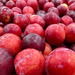 Red Plum Tree Plant Live, 2-3 Ft Tall