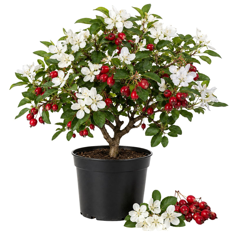 Red Crabapple Tree Live Plant in Quart Pot, Ornamental Fruit-Bearing Trees for Outdoor Planting, Hardy Flowering Landscape Plants