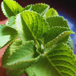 2 Cuban Oregano Plants Live, Mexican Mint Spanish Thyme Rooted, Cuban Oregano Live Plant, Vegetable Plants, 5-7'' Tall