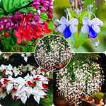 Pack 4 Clerodendrum Bleeding Heart Plants Live, 5-10 Inch Tall, Clerodendrum Bleeding Heart Vine, Bell Shaped Flowers (Mixed Clerodendrum)