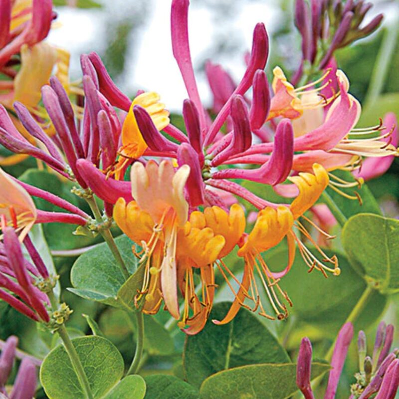 Pack 30 Goldflame Honeysuckle Plants Live Vines - 6-10" in Pot