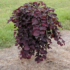 Ruby Falls Weeping Redbud Tree - 3-4' Tall - Developed Trees - Zone 5-9 - Weeping Eastern Redbud Cercis Canadensis Red Bud Live Plant for Sale