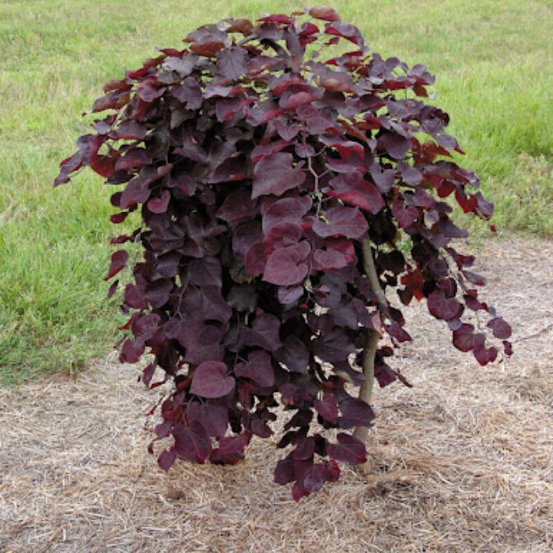 Ruby Falls Weeping Redbud Tree - 3-4' Tall - Developed Trees - Zone 5-9 - Weeping Eastern Redbud Cercis Canadensis Red Bud Live Plant for Sale
