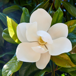 Sweetbay Magnolia Plant 6-12 Inch Tall