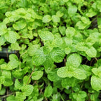 Strawberry Mint Plants Live - 5 to 7 Inch Tall- Fresh Heirloom Mint Plant - Culinary Herb - Indoors Outdoors - Spring/Fall Planting