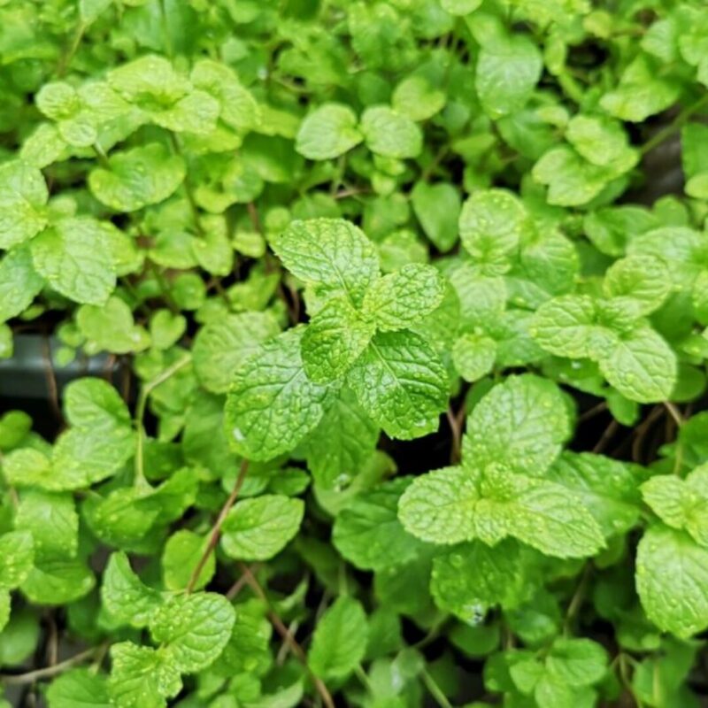 Strawberry Mint Plants Live - 5 to 7 Inch Tall- Fresh Heirloom Mint Plant - Culinary Herb - Indoors Outdoors - Spring/Fall Planting