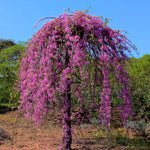 Ruby Falls Weeping Redbud Tree - 3-4' Tall - Very Nice, Developed Trees - Zone 5-9 - Cercis Canadensis Red Bud Live Plant for Sale