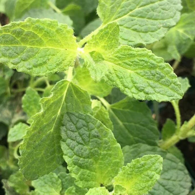 Strawberry Mint Plants Live - 5 to 7 Inch Tall- Fresh Heirloom Mint Plant - Culinary Herb - Indoors Outdoors - Spring/Fall Planting