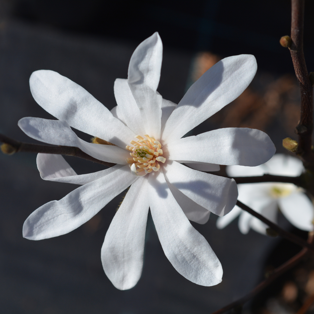 Star Magnolia Plant Live 6-12 Inch Tall
