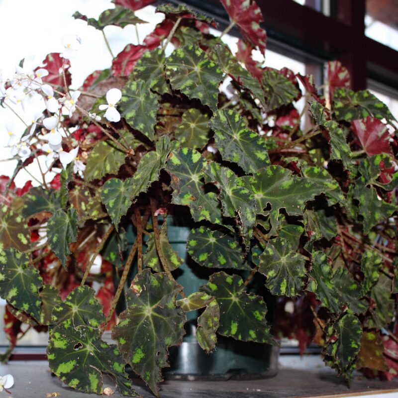 Shanicka Begonia Plant Potted