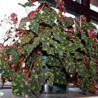 Shanicka Begonia Plant Potted