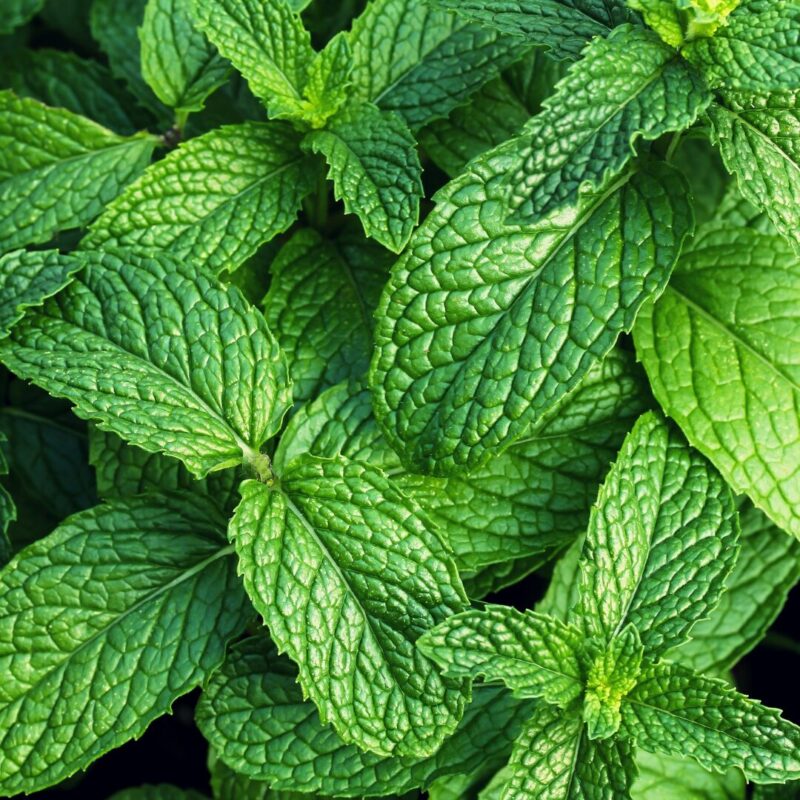 Spearmint Plants Live - 5 to 7 Inch Tall - Fresh Heirloom Mint Plant - Culinary Herb - Indoors Outdoors - Spring/Fall Planting