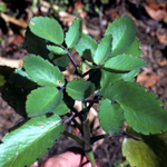 3 Kalanchoe Pinnata Plants, Miracle Leaf of Life 4 Inc Pot