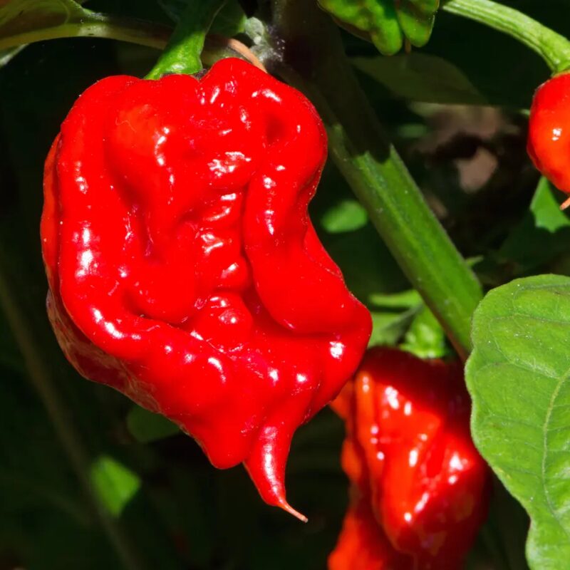 Red Dragon's Breath Pepper Plants Live - 4 Count - 70 Days Old Hottest Chili Pepper Plant - Dragon Breath Pepper Grow in Zones 9-11