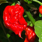 Red Dragon's Breath Pepper Plants Live - 4 Count - 70 Days Old Hottest Chili Pepper Plant - Dragon Breath Pepper Grow in Zones 9-11