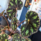Shanicka Begonia Plant Potted