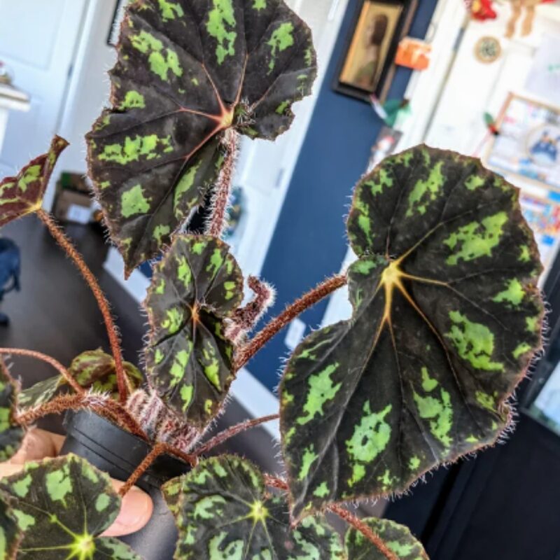 Shanicka Begonia Plant Potted