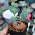 Stephania Cephalantha Caudex Plant Live Medium Succulent Houseplant - 3 Inch