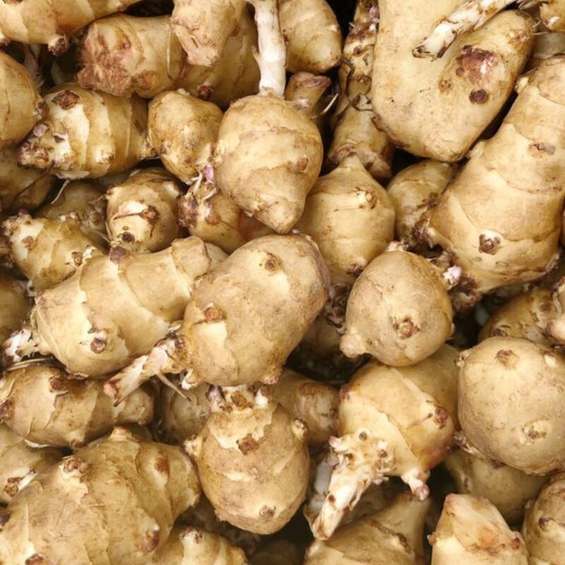 8 Jerusalem Artichoke Tubers For Planting - Organic Sunchoke, Sunroot Tubers - Freshly Dug - Outdoors - Zone: 3 to 9 - Spring, Fall Planting