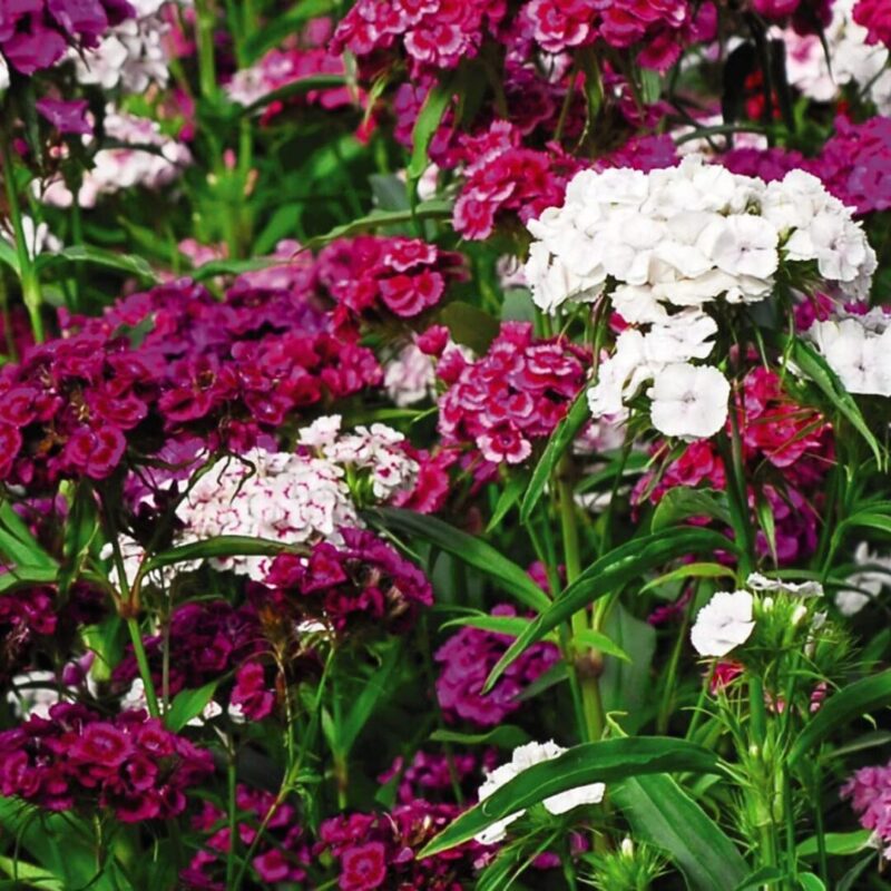 Set 10 Dianthus Mixed Dwarf and Tall, Mixed Colors