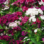 Set 10 Dianthus Mixed Dwarf and Tall, Mixed Colors