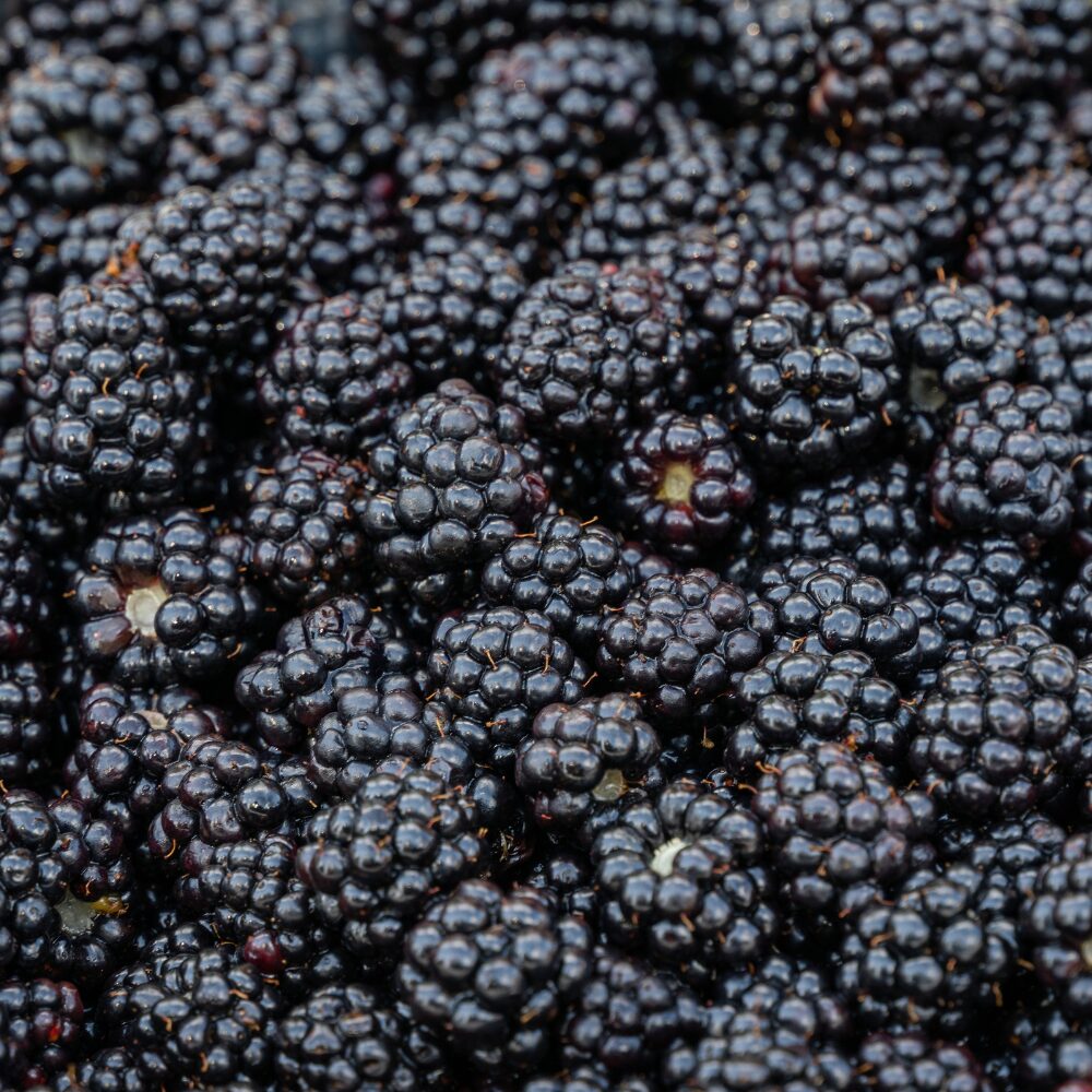 2 Blackberry Plants, Thornless Blackberry Plants Live, Blackberry Bush Live Plant, Blackberries Plants for Planting, Fruit Bushes Live Plant, Blackberry Fruit Trees 5 to 9 Inches Tall
