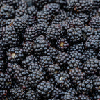 2 Blackberry Plants, Thornless Blackberry Plants Live, Blackberry Bush Live Plant, Blackberries Plants for Planting, Fruit Bushes Live Plant, Blackberry Fruit Trees 5 to 9 Inches Tall