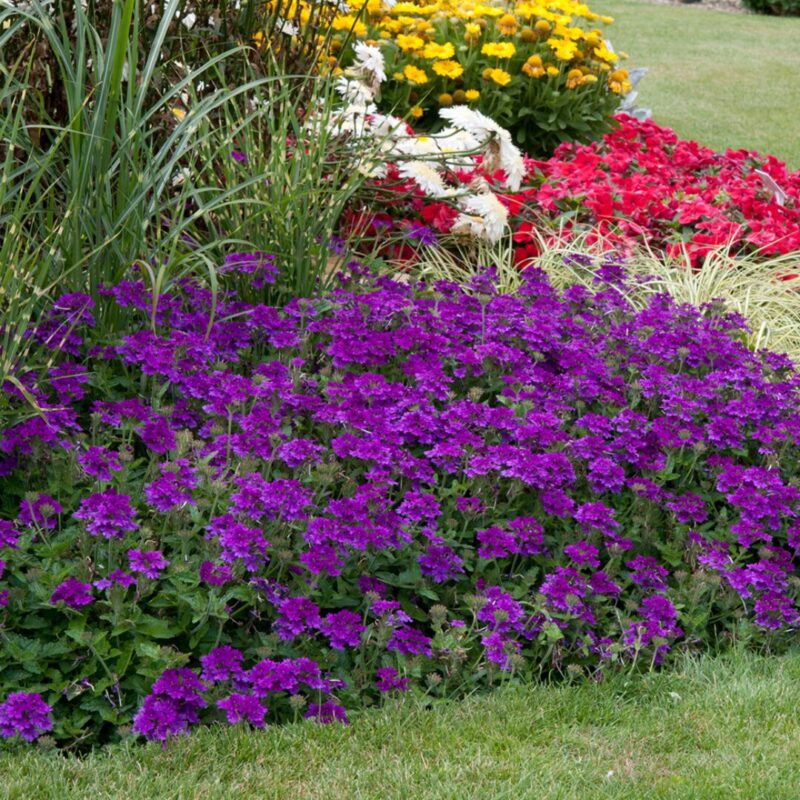 6 Purple Verbena Perennial Ground Cover
