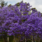 3 Purple Blue Jacaranda Mimosifolia Tree Live Plant Great for Bonsai - Zones 9-11