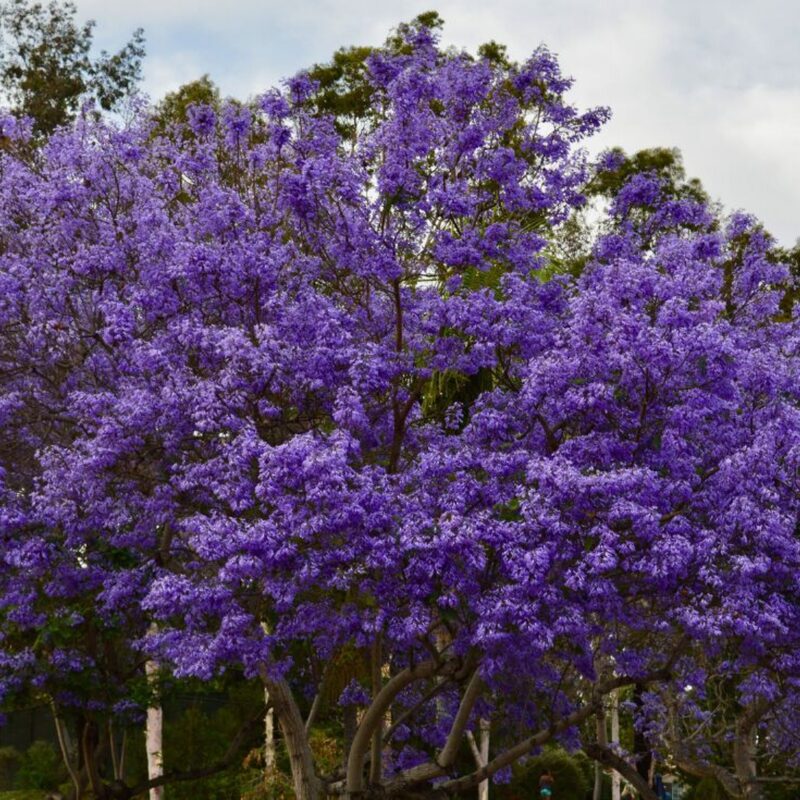 3 Purple Blue Jacaranda Mimosifolia Tree Live Plant Great for Bonsai - Zones 9-11