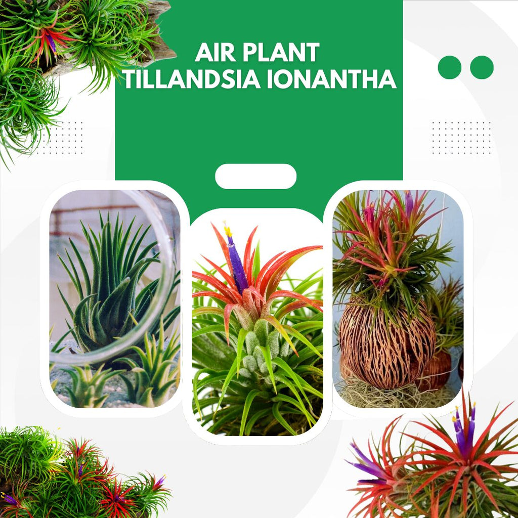 Air Plants, Tillandsia Air Plants Live Houseplants for Garden, 30 Red Lonantha Tillandsia Plant, Air Plant for Planting, 2 to 3 Inc Long
