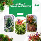 Air Plants, Tillandsia Air Plants Live Houseplants for Garden, 30 Red Lonantha Tillandsia Plant, Air Plant for Planting, 2 to 3 Inc Long