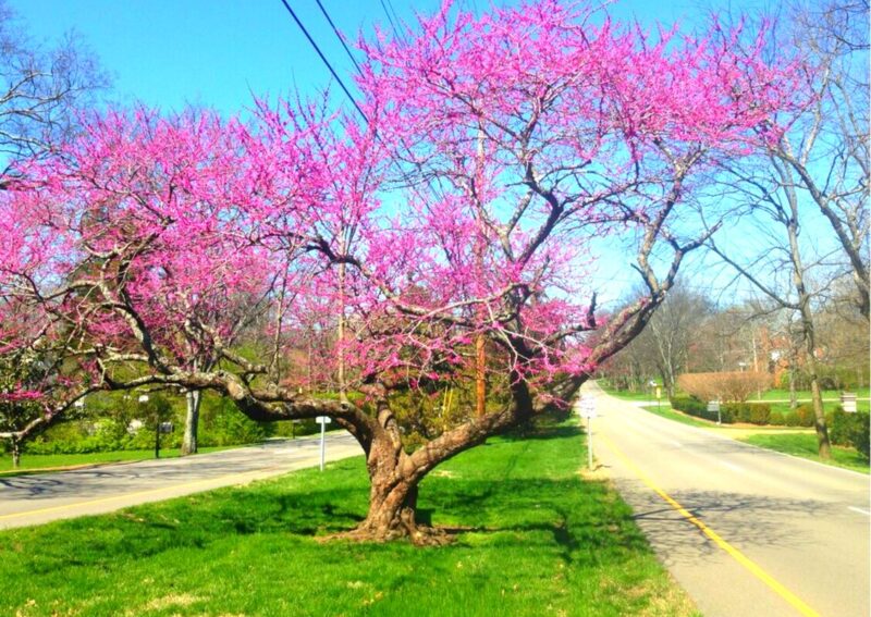 Set 10 Eastern Redbud Trees Live Plants Quart Pot, 10-15 Inc, Cercis Canadensis Red Bud Trees Live Plants Outdoor Fast Growing