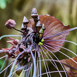 2 Tacca Chantrieri Black Bat Orchid Plants In 2 Inch Pot, 2 Pots