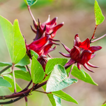 4 Sorrel Roselle Hibiscus, Jamaica Red Roselle Hibiscus 4 Inc Pot