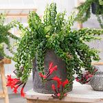 Aeschynanthus Twisted Lipstick Plant