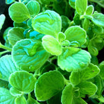 Plectranthus Tomentosa Vicks Herb Plant