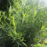3 Tarragon Plants 4-8" Tall
